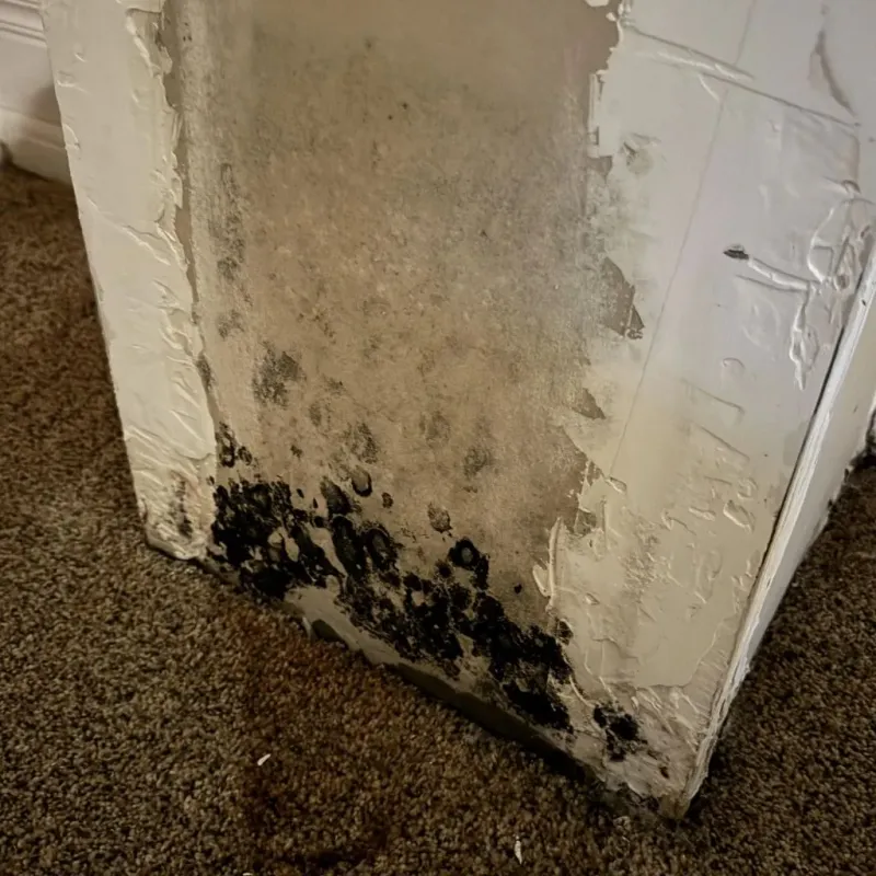 Professional Mold Removal in Ankeny, IA